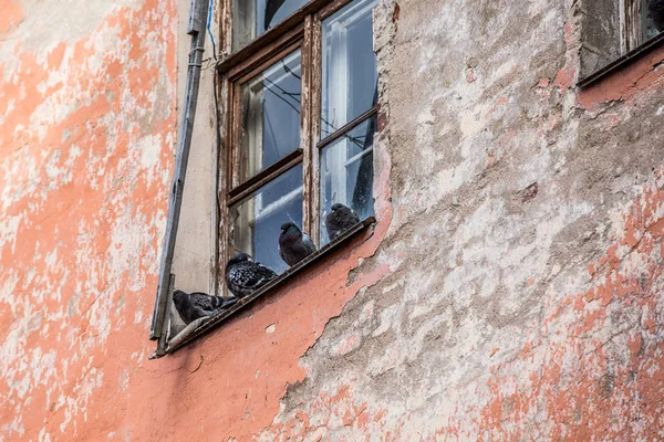 Голуби на фоне разбитого окна — стоковое фото