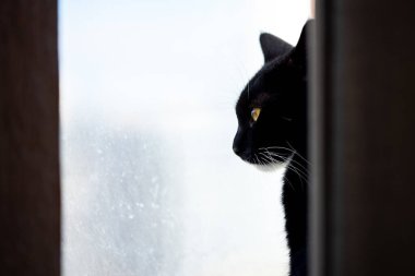 Kara kedi mesaj için yeri olan bir pencerede oturuyor