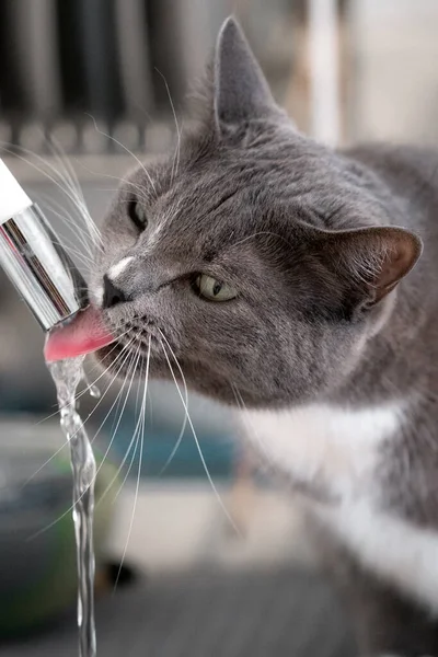 Довольно серый кот питьевой воды в ванной комнате — стоковое фото