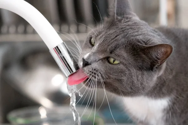 Hübsche graue Katze trinkt Wasser im Badezimmer — Stockfoto