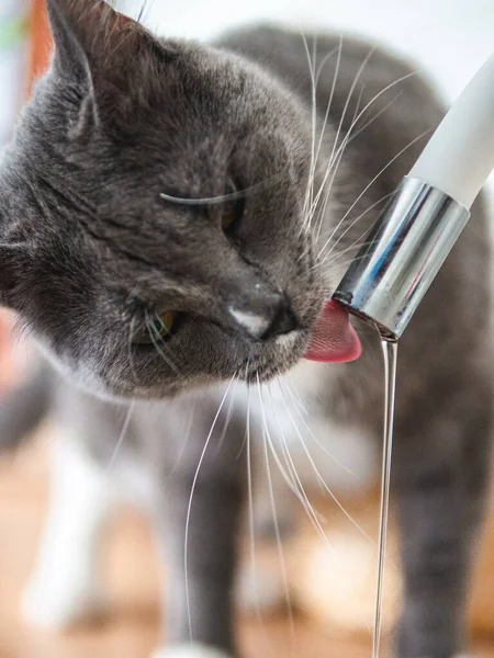 Graue hübsche Katze trinkt Wasser im Badezimmer — Stockfoto