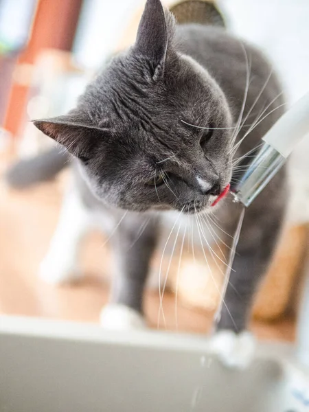 Graue hübsche Katze trinkt Wasser im Badezimmer — Stockfoto