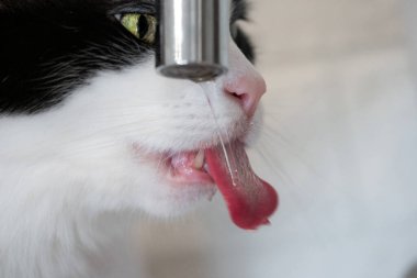 Güzel siyah beyaz kedi mutfakta su içiyor.