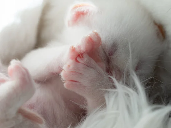 Nouveau-né Britanniques Longhair chatons blancs Dormir sur une plaid — Photo