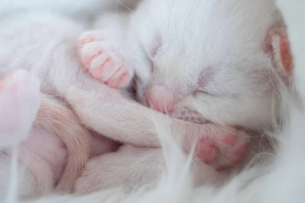 Recién nacido británico de pelo largo blanco gatitos durmiendo en un cuadros —  Fotos de Stock