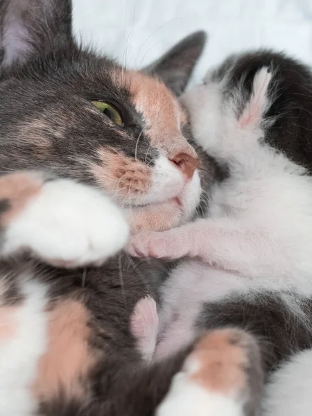Mãe gato hugginh seu gatinho com amor — Fotografia de Stock