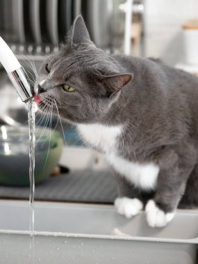 Güzel gri kedi mutfakta su içiyor.