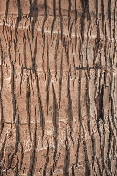 Primer plano de la textura de madera marrón de una palmera en la playa . — Foto de Stock