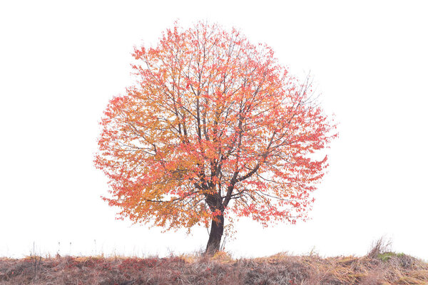 autumn red tree