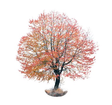 autumn red tree  clipart