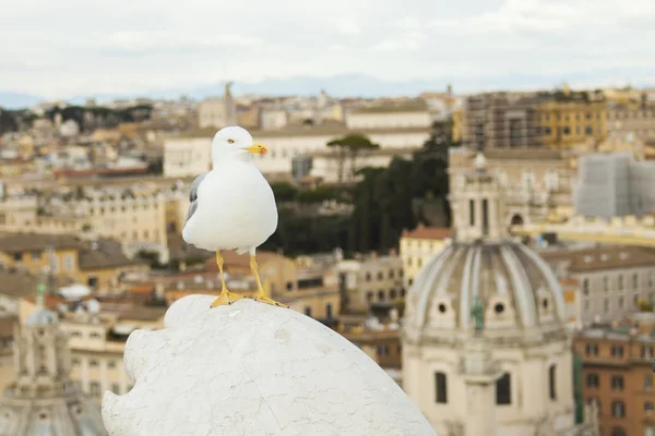 Vogel in der Stadt Rom — Stockfoto