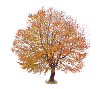autumn red tree with white background clipart