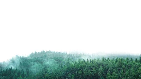 Bosque verde con niebla y fondo blanco — Foto de Stock