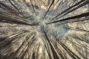 Orman geniş görüş