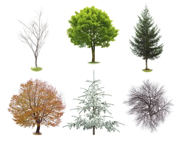 Concepto ecológico conjunto de árboles —  Fotos de Stock