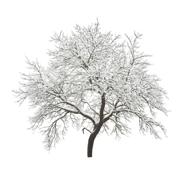Зимнее дерево со снегом — стоковое фото