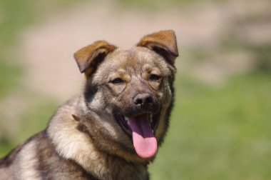 sevimli köpek portre