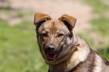 sevimli köpek portre