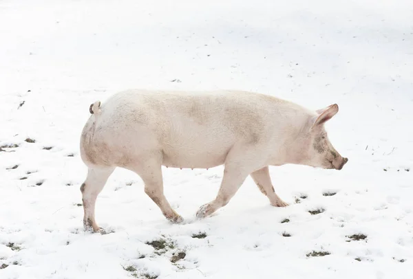 Karda yürüyen domuz — Stok fotoğraf