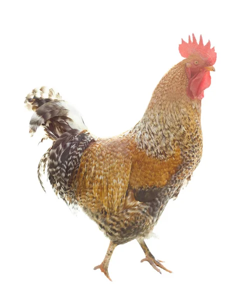 Rooster walking in white background — Stock Photo, Image