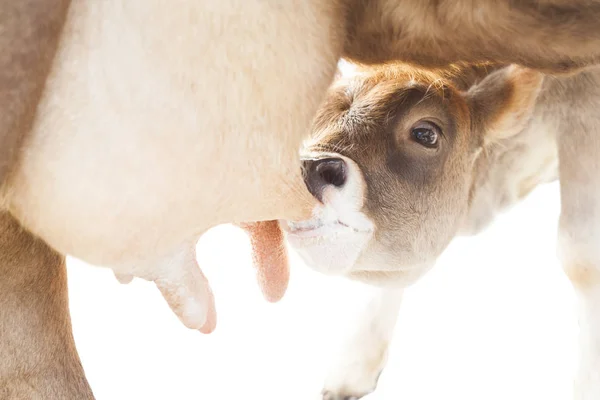 Calf drinking milk — Stock Photo, Image