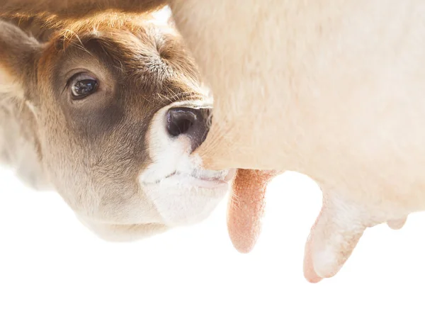 Cow feeding calf — Stock Photo, Image