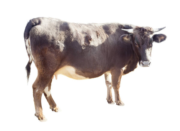 Корова изолирована на белом
