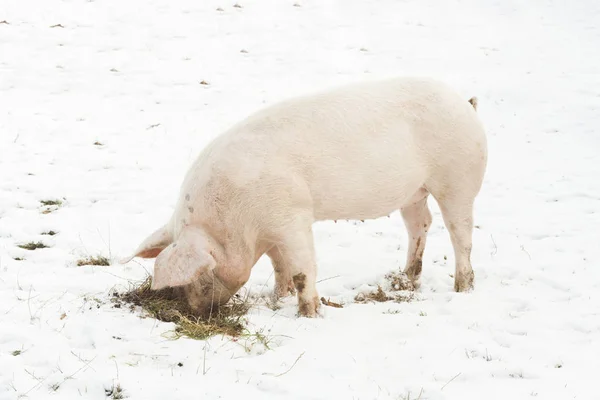 Schweine auf Nahrungssuche — Stockfoto