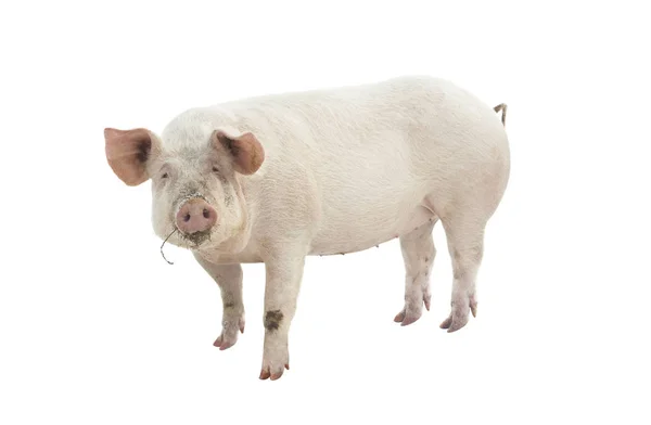 Свиное животное с фермы — стоковое фото