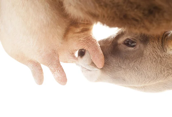 Calf drinking milk — Stock Photo, Image