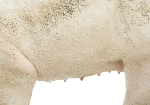 Pig textured skin — Stock Photo, Image