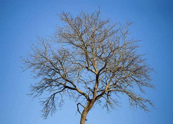 孤独的树和清澈的蓝天地面 — 图库照片