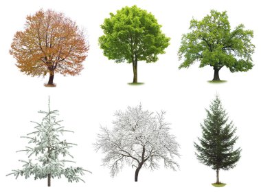 tree set isolated  clipart