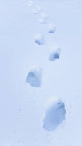 Foot steps in big snow — Stock Photo, Image