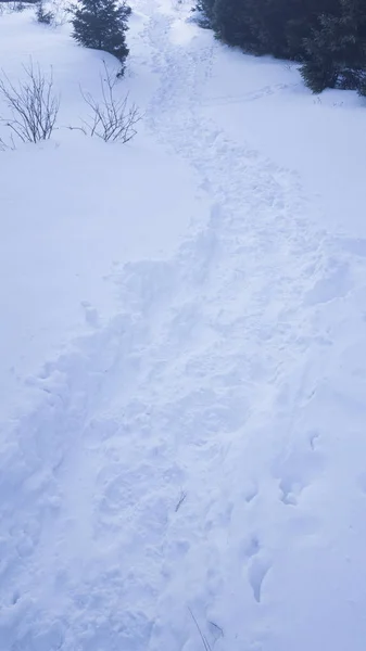 Sentiero invernale sulla neve — Foto Stock