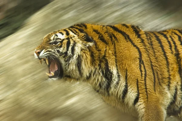 Brullende gevaarlijke tijger — Stockfoto