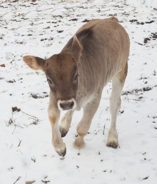 Calf playing in snow — Stock Photo, Image