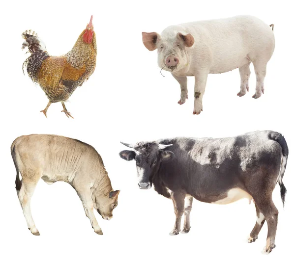 Conjunto de animales de granja. pollo, cerdo, vaca — Foto de Stock