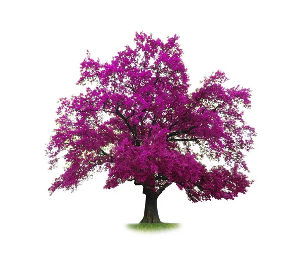 Arbre violet isolé — Photo