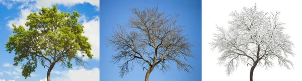 Set of seasonal tree — Stock Photo, Image