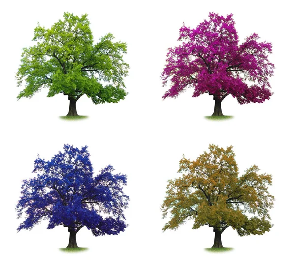 Изолированный набор цветовых деревьев — стоковое фото