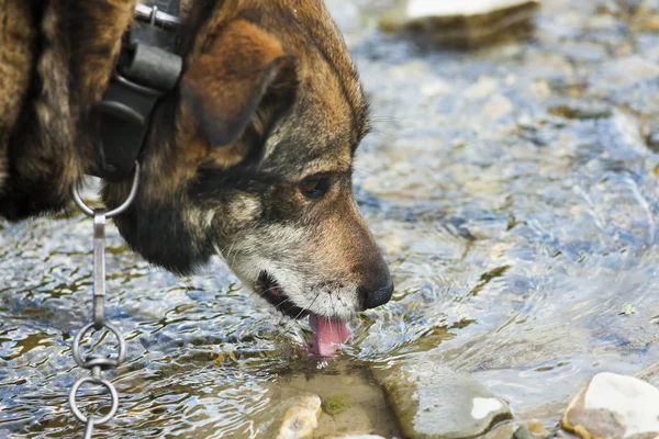 Dog drinking water — Stock Photo, Image