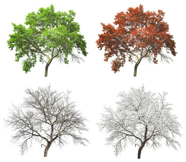 set of seasonal tree in summer autumn and winter