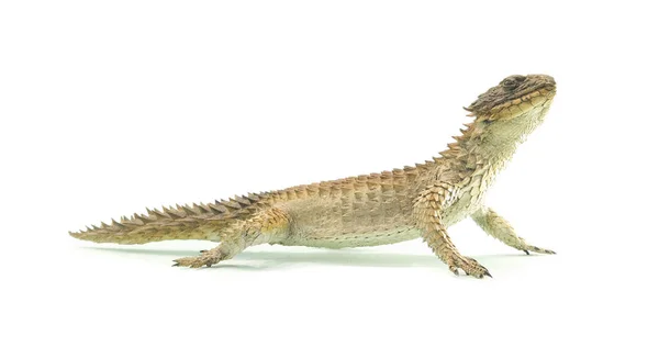 Wild zonure lizard isolated — Stock Photo, Image