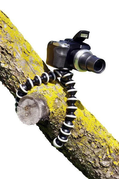 Photo camera on a tree — Stock Photo, Image