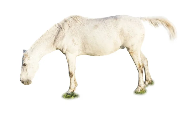 分離した白い馬 — ストック写真