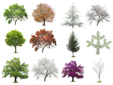 set of trees isolated on white   clipart