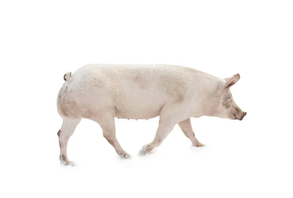 Schwein geht isoliert — Stockfoto