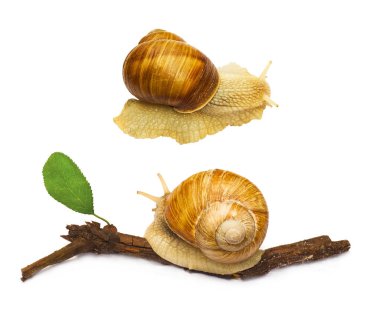 salyangoz hayvan izole 