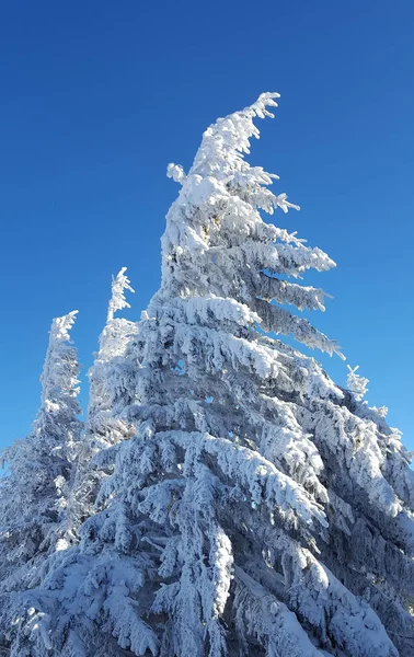 Frysta träd med klarblå himmel — Stockfoto